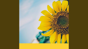 Pulsating Backdrops for Serene December