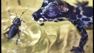 Four baby dwarf crocodiles hatch at UK Zoo