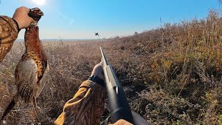 видео: Трудовая ОХОТА на ФАЗАНА — ОДИН и без СОБАКИ | 20км за 2 дня | Охота с ATA NEO 12 картинка: Трудовая ОХОТА на ФАЗАНА — ОДИН и без СОБАКИ | 20км за 2 дня | Охота с ATA NEO 12