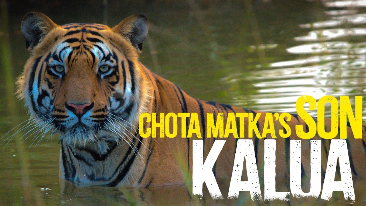 CHOTA MATKA Update + His Son Kalua's Sighting at Shedegaon