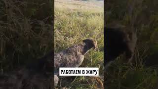 Дратхаар и перепел.жара только усиливается #quailhunting  #huntingdog #pointingdog #натаскалегавых