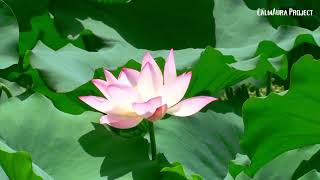 Giani Aura -Serenade of Tomorrow , Relaxing Emotional Piano Music for Sleep, Focus & Reflection