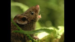 Texas Acoustics Student Profile Series: Tray Burkhard and Bioacoustics of Singing Mice
