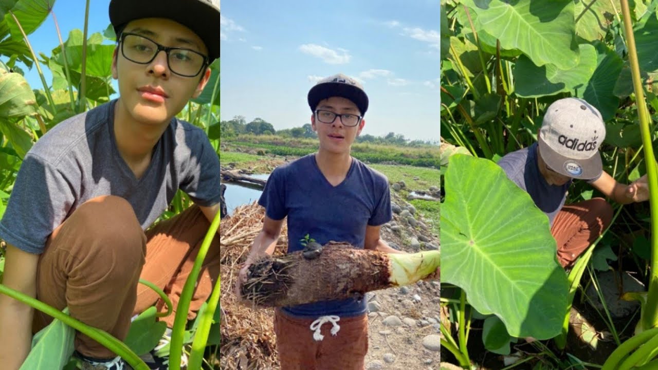 ¡Malanga el tubérculo desconocido de México!