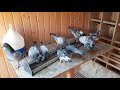 Porumbei voiajori - Sfaturi columbofile despre hranire, suplimente naturiste