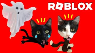 Escape de la casa de Halloween roblox jugando con gatitos Luna y Estrella / Gameplay en español by Videos divertidos de gatos Luna y Estrella 92,198 views 6 months ago 10 minutes, 17 seconds