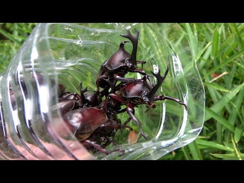 ペットボトルで作ったワナでカブトムシを捕獲