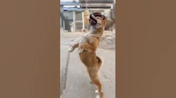 الغزالة رايقة رهيب اقسم بالله 