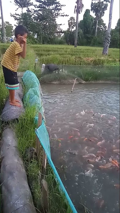 Ikan Nila merah di kolam tanah