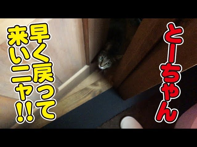 トイレにまでついてくる可愛いひっつき猫さんｗ