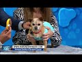 Small dog Chichi looks for forever home