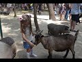 Парк Фельдмана: кормим верблюдов, барашек, свинок и козочек/Фельдман экопарк