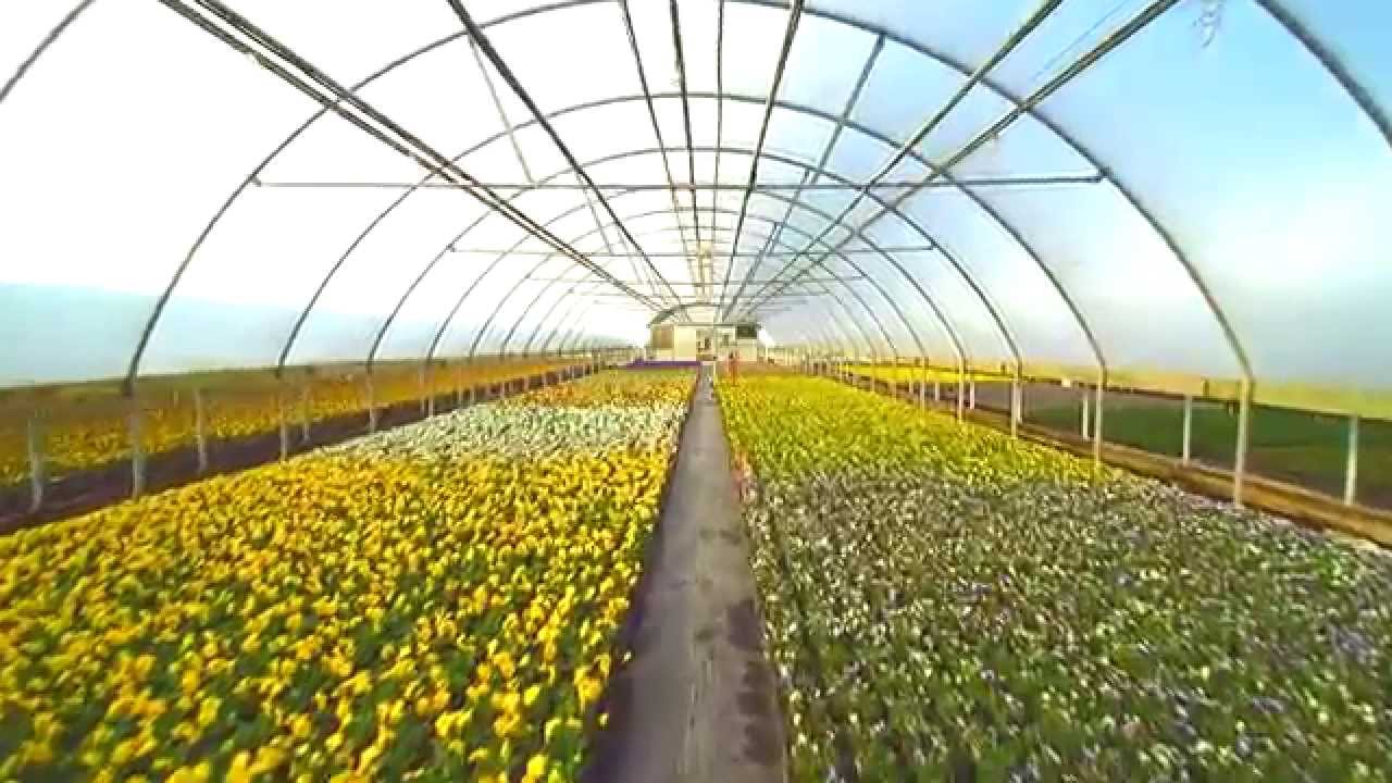 Banner Greenhouses Promotion Video YouTube