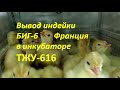 Вывод индейки БИГ-6 Франция в инкубаторе ТЖУ-616.