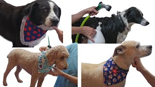 A day in the life as a dog groomer. 4 customers