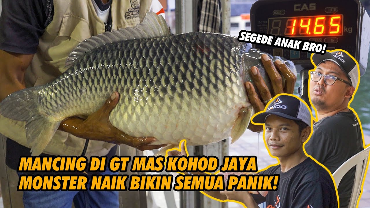 GAK HABIS FIKRI! BABON 12 KILO JADI GORENGAN, MONSTER IKAN MAS INI BERAKHIR DITIMBANGAN!
