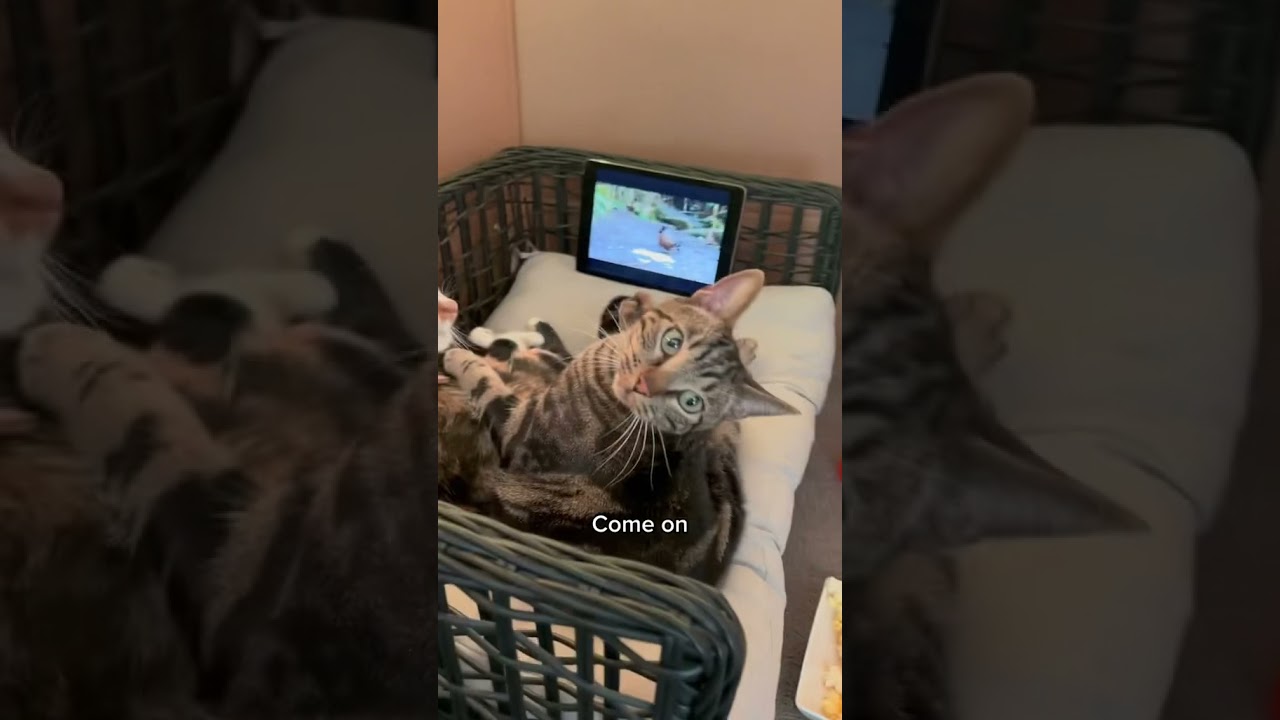 Застал своих котов на кошачьем свидании 😹 