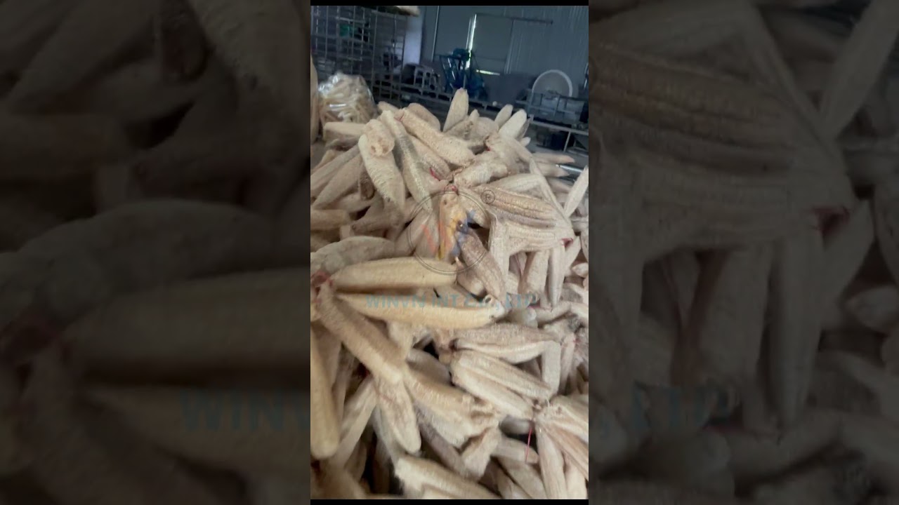 Discover WINVN Vietnam's Large-Scale Loofah Raw Material Factory
