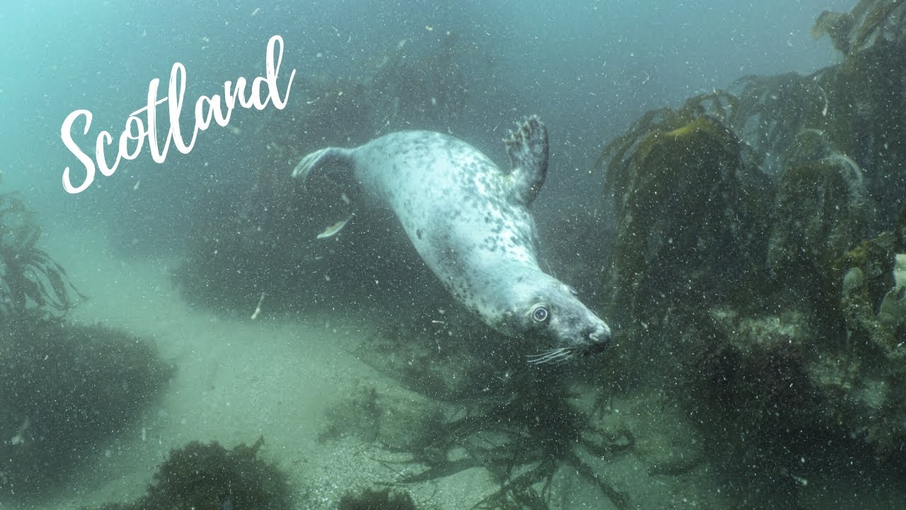Freediving With Curious Seals In Scotland