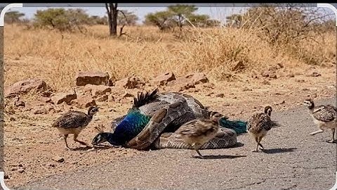 Brave Baby Peacocks vs Python | Animal Rescue in SpiderVerse3D