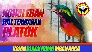 KONIN gacor isian mewah, cocok buat masteran konin bahan