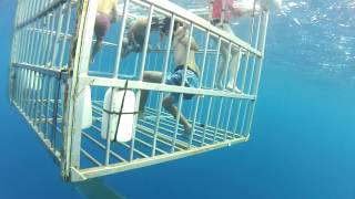 Erics dangerous shark dive