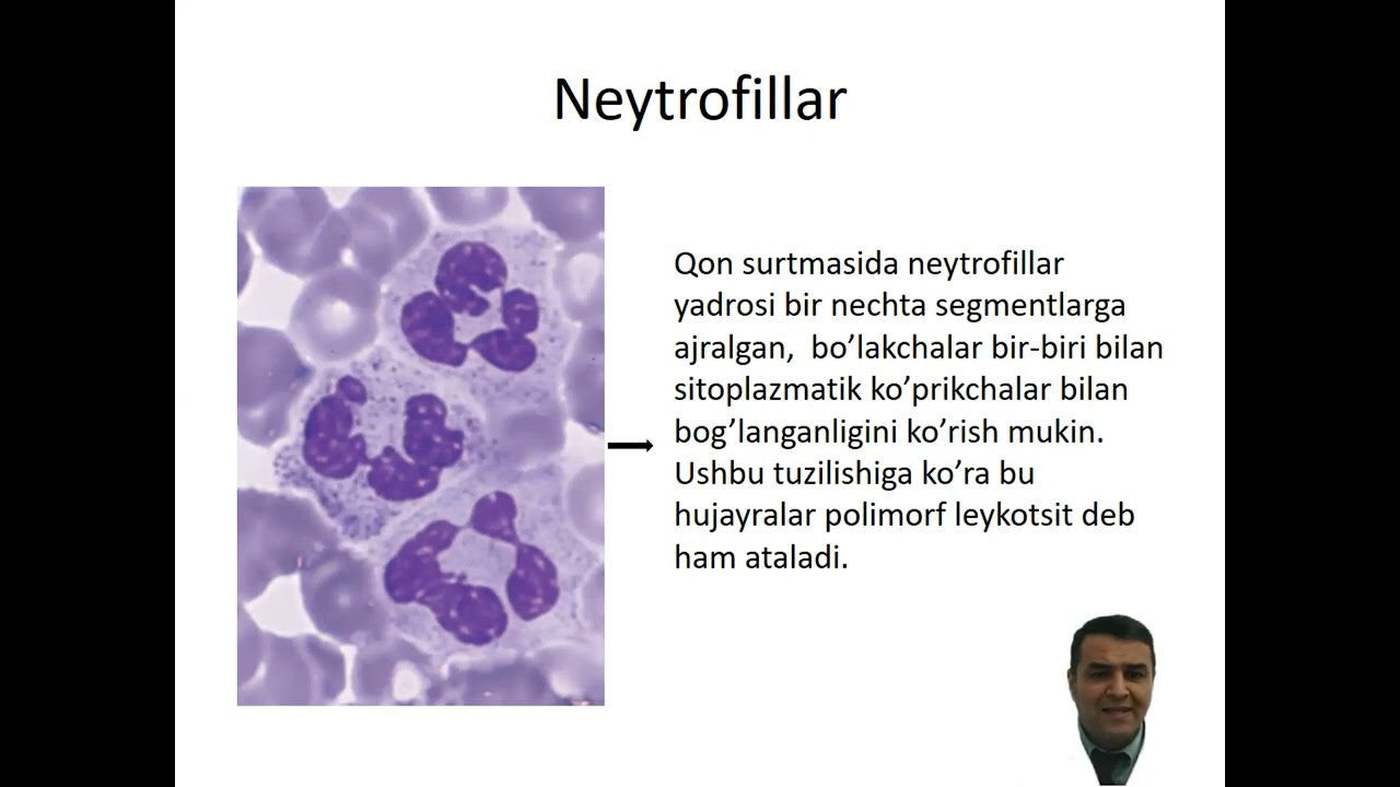 Ichki muhit to’qimasi. Qon.