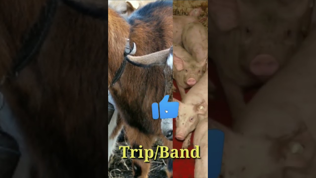 Names of animal groups,   जानवरों के समूह के नाम