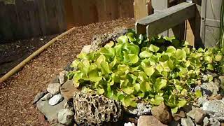 Jack's Pond Final UpDate