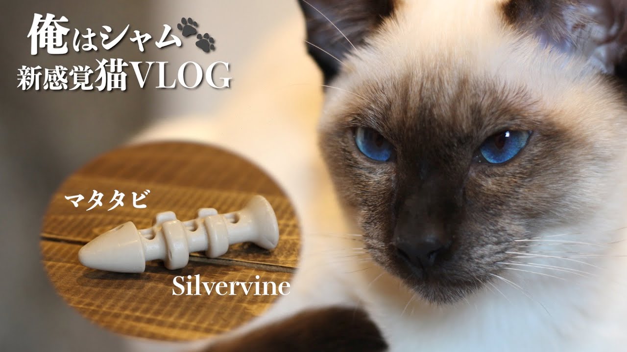 A Cat Going Excite For Silver Vine Toy Eng Sub Stay Home And Fun With Me New Sense Cat Vlog Youtube
