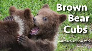 Adorable Bear Cubs Of Katmai National Park - A Close-Up Look At Katmais Newest Additions