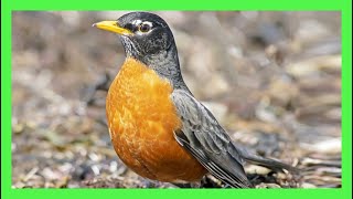 American Robin Song! Call! Sound! Singing! - Mirlo Primavera Canto- Turdus Migratorius