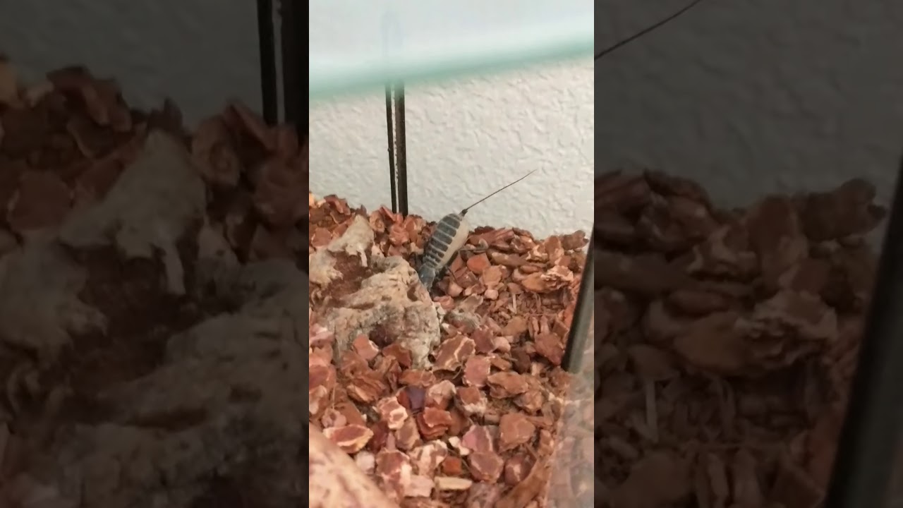 Vinegaroon home (2) YouTube