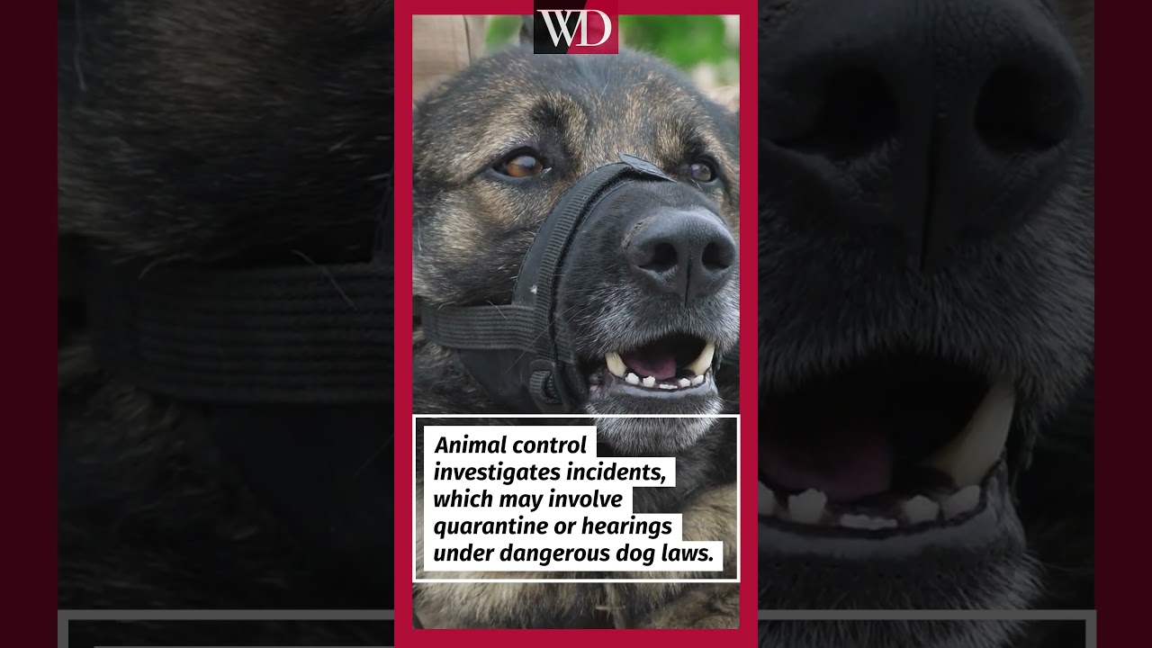 One bite. Two bites. When does Virginia law step in?

If you or someone you know has been the victim of a dog attack, understanding your legal rights is the first step toward justice. In this video, we briefly break down what Virginia law says about dog bites, owner liability, and when the law steps in to protect victims like you.

🐾 What you'll learn:

How Virginia's "One Bite Rule" works
When a dog owner can be held legally responsible
What happens after multiple bites or attacks
Your rights as a dog bite victim in Virginia

Read the full blog here: https://wd-law.com/blog/how-many-times-can-a-dog-bite-before-being-put-down

Have questions? Williams DeLoatche offers FREE consultations. Call us today: 757-547-5555

Visit us at: www.wd-law.com

At Williams DeLoatche, P.C., we fight for injury victims across Virginia — with lower fees, direct access, and real results.

#WilliamsDeLoatche #WDLaw #PersonalInjury #DogBite #VirginiaLaw #DogBiteLawyer #KnowYourRights #FreeConsultation #PersonalInjuryLawyer #VirginiaBeach #HamptonRoads