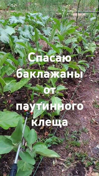 фитоверм от паутинного клеща - YouTube