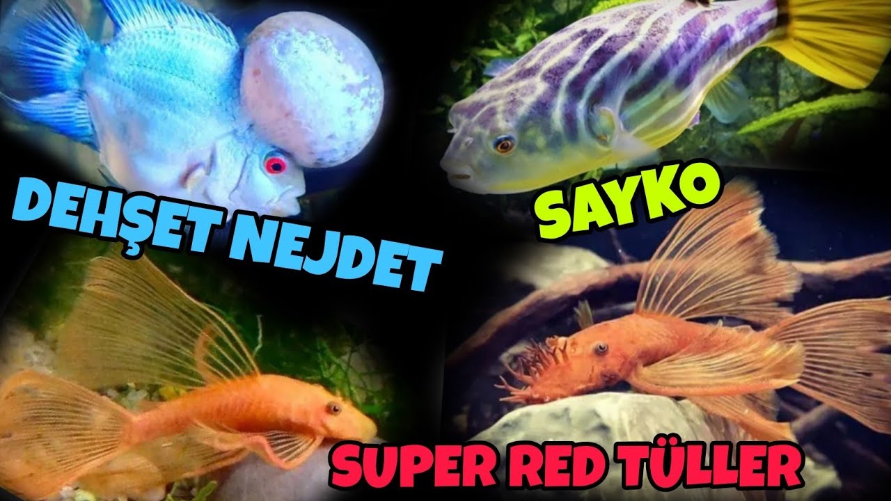 Flowerhorn,Fahaka Puffer Canlı Besleme.Super Red Tül Kuyruk Vatozlar.#akvaryum #fish #fishtank