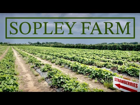 🇬🇧 Sopley Farm | Pick your own fresh fruit & veg 🍓