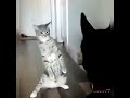 Веселые коты и котята 🐱 — Лучшие видео