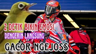 2 Detik Emosi Dengerin Suara Kecial Kuning Ini || Bikin Kecial Lain Gacor ngejos