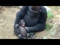 ('19/10/20)ゲンタロウとキンタロウ 18⭐️ゴリラ【京都市動物園】Gorilla brothers gentaro & kintaro 18