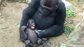 モモタロウの鳴き声 ゴリラ 13 京都市動物園 Gorilla Momotaro Youtube