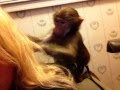 Adorable Baby Monkey Grooming Long Blonde Hair