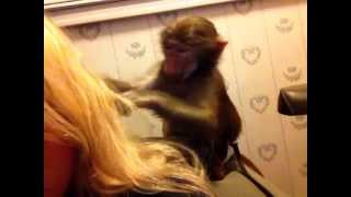 Adorable Baby Monkey Grooming Long Blonde Hair