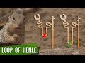 The Loop of Henle | Selective Reabsorption Part 4