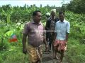 Wild elephant attack farmers field