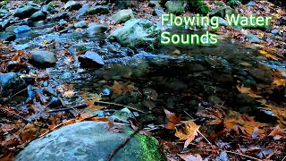 Creek Flowing Through Leaf Covered Rocks | Water Sounds for Sleep | Gentle Relaxing Stream Sounds