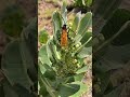 After rain insect activity on a milkweed plant in the desert.