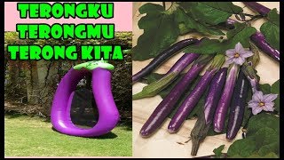 # TIS # TEKNIK Tanam Terong SEHAT Buahnya Cepat Lebat-GUYS Pasti SUKA- Best Way to Grow Eggplants