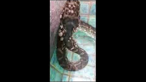 Australian snake catcher captures python with over 500 ticks on it