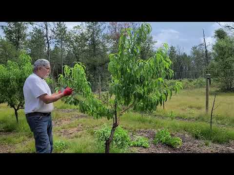 Video: Panamint Nectarine Tree Care – Matuto Tungkol sa Pagpapalaki ng Panamint Nectarine